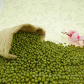 Замечательные китайские зеленые фасоли mung